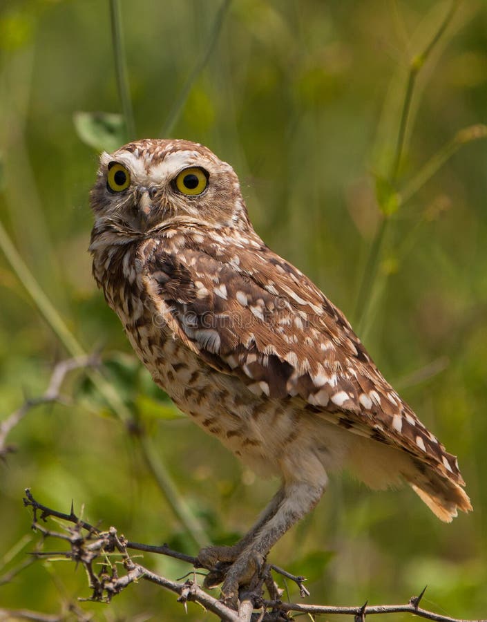 Close-up of Burrowing Owl