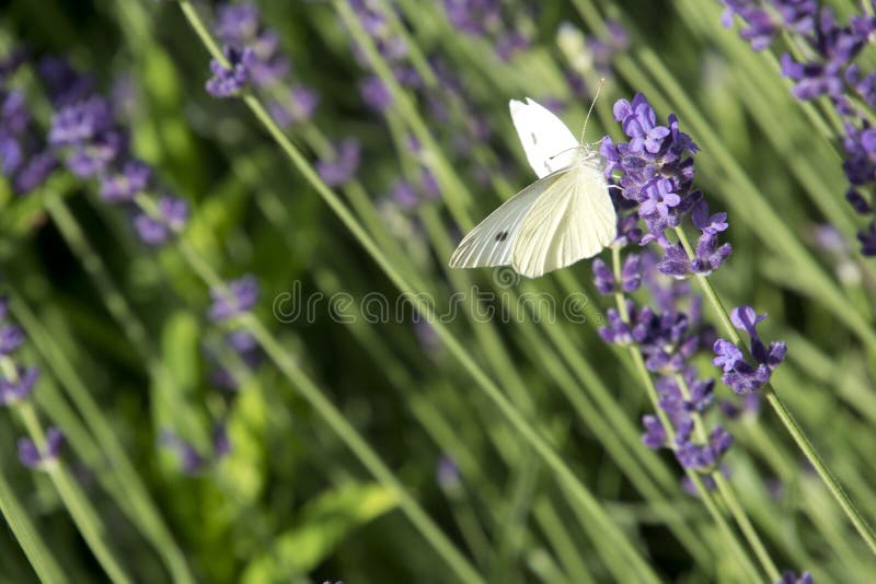 Close up of a butterfly on blooming lavender