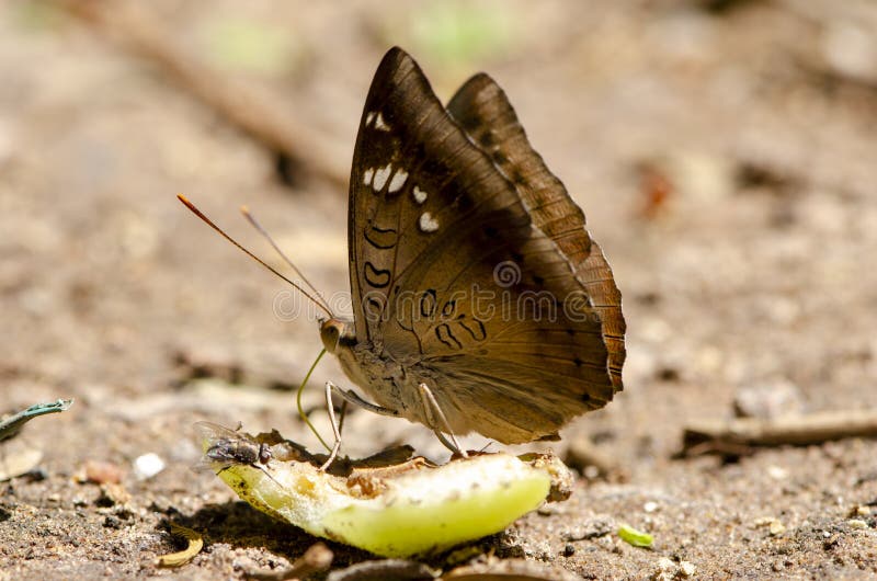 Close Up Butterfly Drinking Juice. Fruit in the Garden. Stock Photo