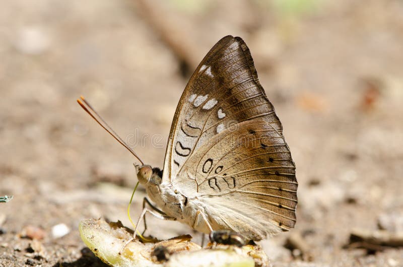 Close Up Butterfly Drinking Juice. Fruit in the Garden. Stock Photo