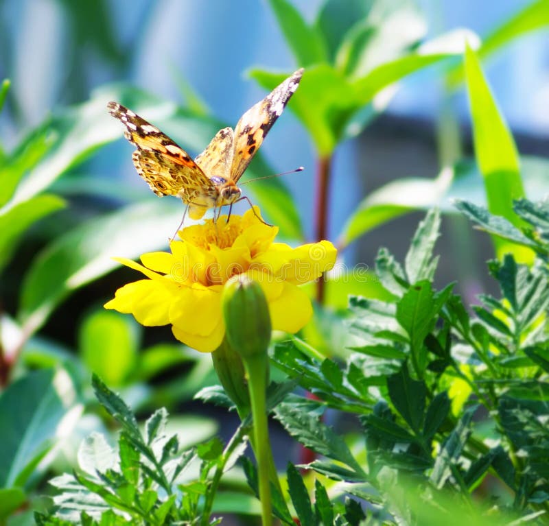 Close Up Butterfly on Flower, Japan Stock Photo Image of black, detail 59149400