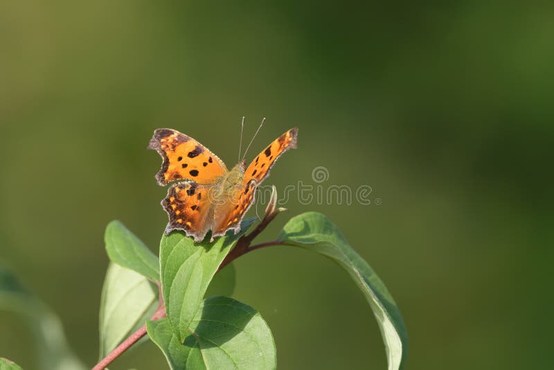 CloseUp of a Butterfly Landed on Fall Leaves Stock Photo Image of