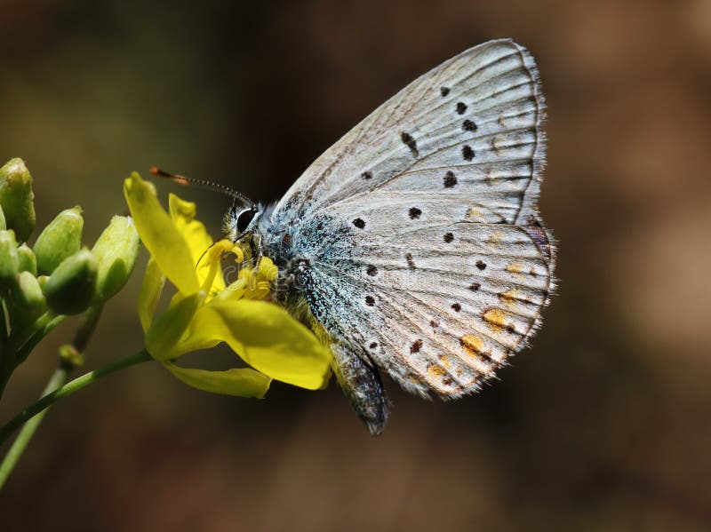 Close up of butterfly (lycaenidae) on flower. Close up of butterfly (lycaenidae) on flower