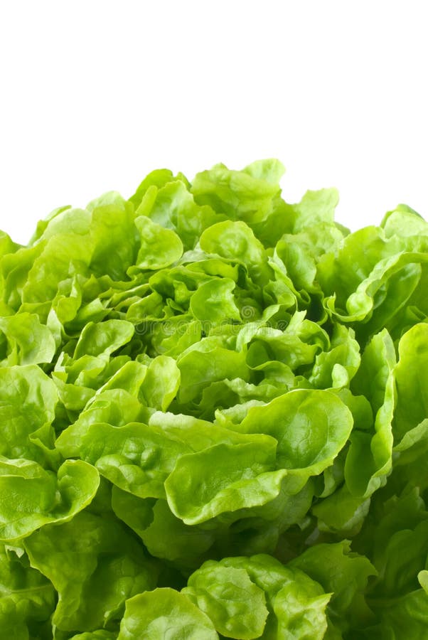 Close Up of Butterhead Lettuce (macro) Stock Image Image of healthy