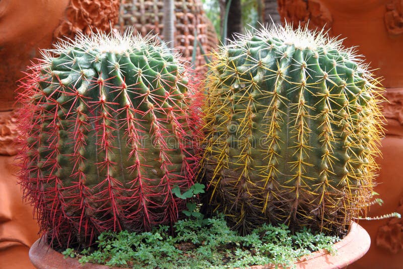 2.963 Ilustrações de Cactus - Getty Images