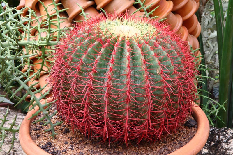 2.963 Ilustrações de Cactus - Getty Images