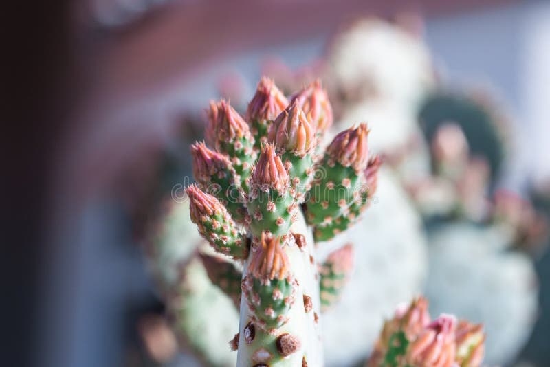 Close up of cactus buds