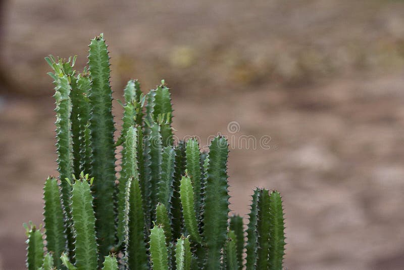 A close up of a cactus plant