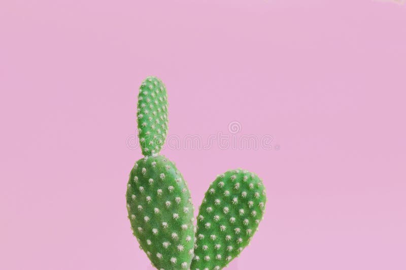 Close Up of Cactus Plant on Pink Background Stock Photo Image of