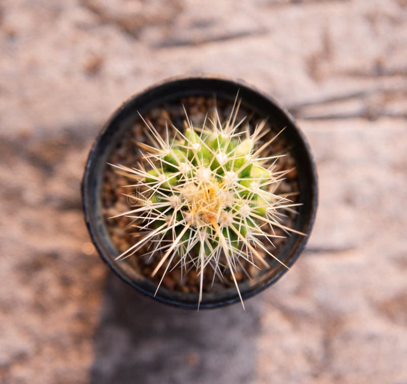 Cactus in plants pot stock photo