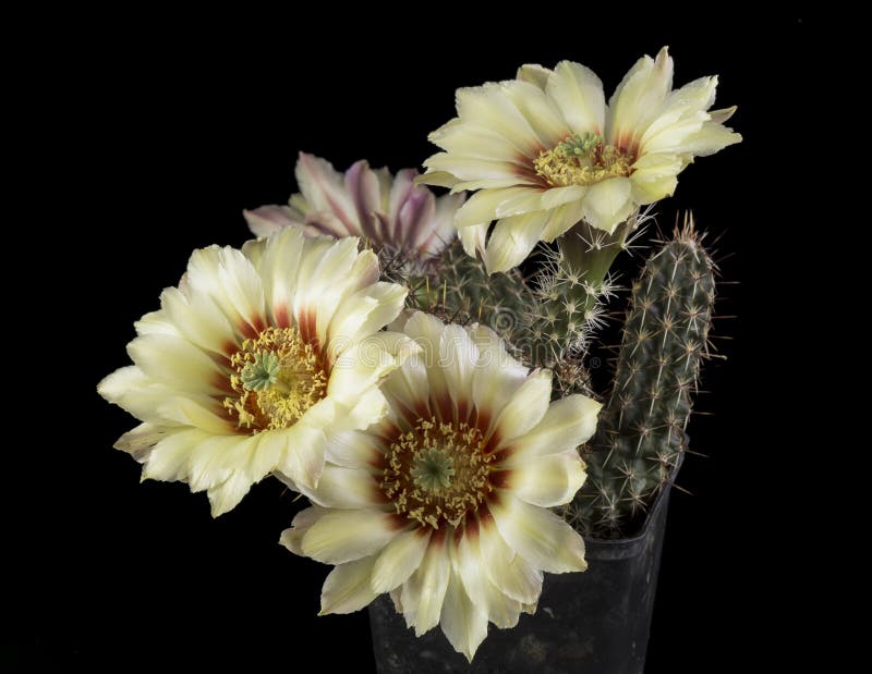 Cactus in a pot isolated on a black background