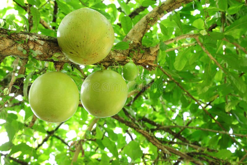 The Close Up of Calabash Tree Fruit. Stock Image Image of harvest