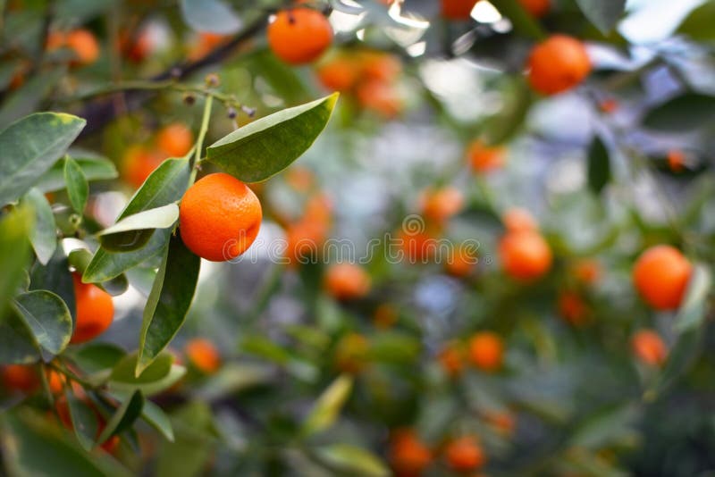 Close up of a Calamondin Citrofortunella Macrocarpa Citrus tree orange with blurry fruits and leaves in the background royalty free stock photos Close up of a Calamondin Citrofortunella Macrocarpa Citrus tree orange with blurry fruits and leaves in the background royalty free stock photos