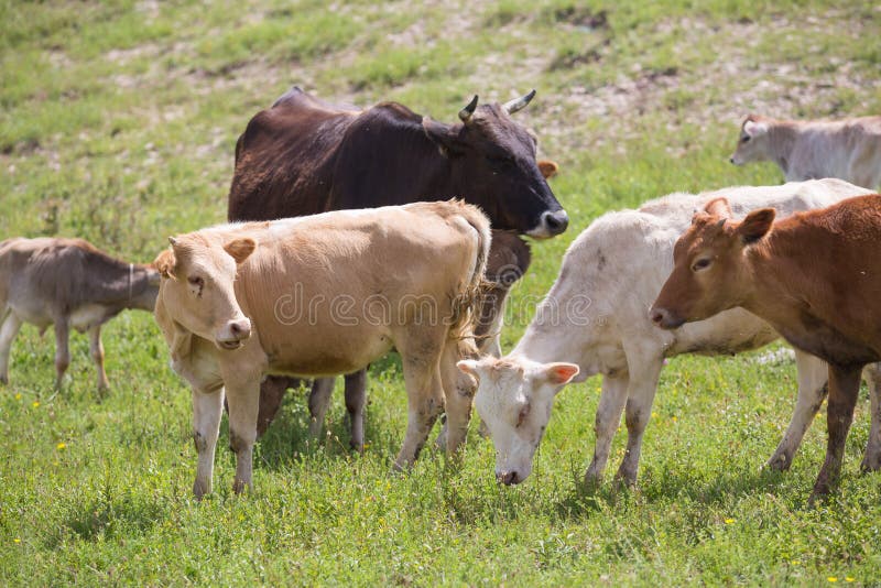 Close-up of calf in green field lit by sun with fresh summer grass on green blurred background. Cattle farming, breeding royalty free stock photography Close-up of calf in green field lit by sun with fresh summer grass on green blurred background. Cattle farming, breeding royalty free stock photography