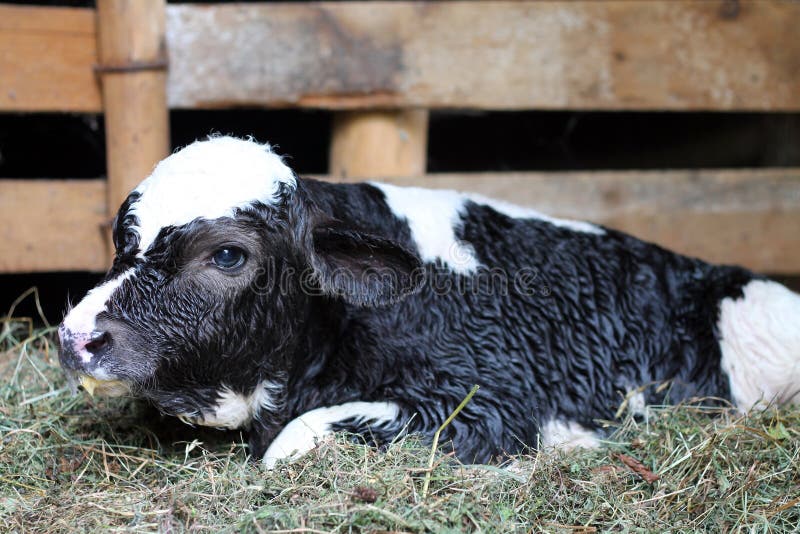 Closeup of calf stock photo. Image of portrait, baby 58850178