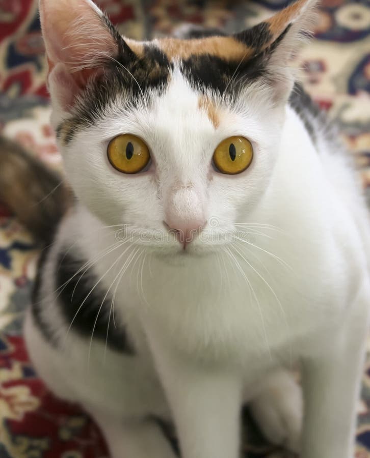 A Close Up of a Calico Cat royalty free stock photo A Close Up of a Calico Cat royalty free stock photo