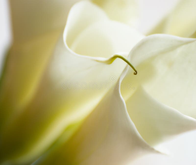Closeup of Calla Lily Flowers Stock Image Image of background, daisy