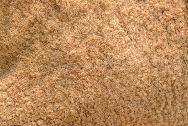 Close-up Camel fur - natural texture