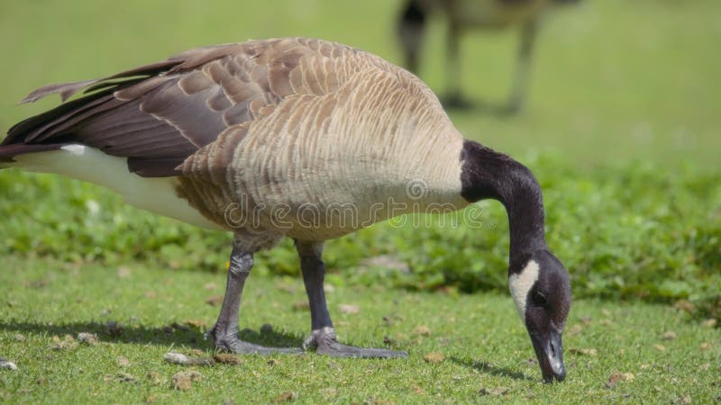 Close up of Canada goose eating grass in the park