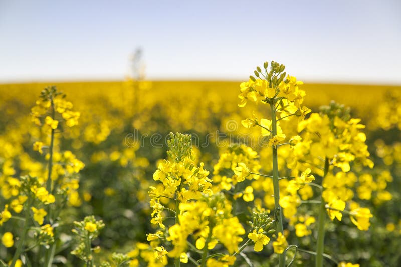 Zblízka Canola Field