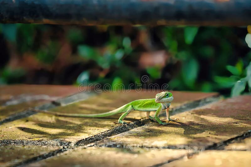Cape Dwarf Gecko Eating a Flying Ant Stock Photo Image of night, bush