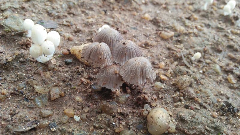 Close up capture of mushrooms. Mushrooms are belongs to the phylum Basidiomycetes in kingdom fungi. They grows on decaying matters stock photo