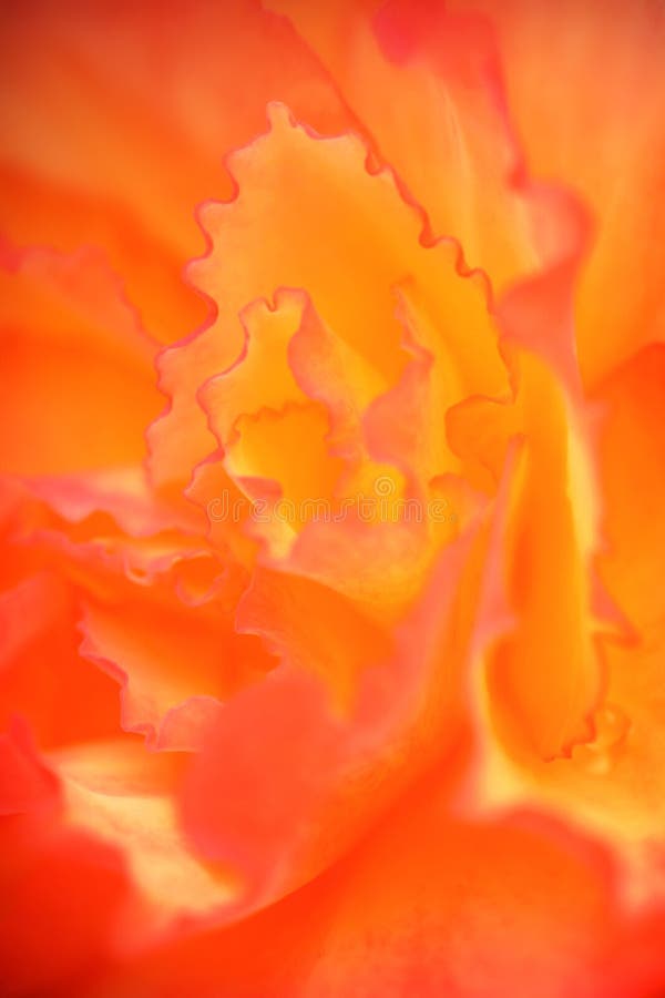 Close up red carnation stock image. Image of freshness 28514821