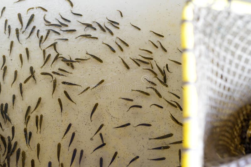 Close-up of carp fry and a net in a tank at a fish hatchery. Stocking the reservoir. Selective focus. Close-up of carp fry and a net in a tank at a fish hatchery. Stocking the reservoir. Selective focus.