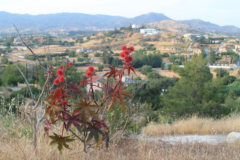 Castor oil plant in the mountains stock photography Castor oil plant in the mountains stock photography