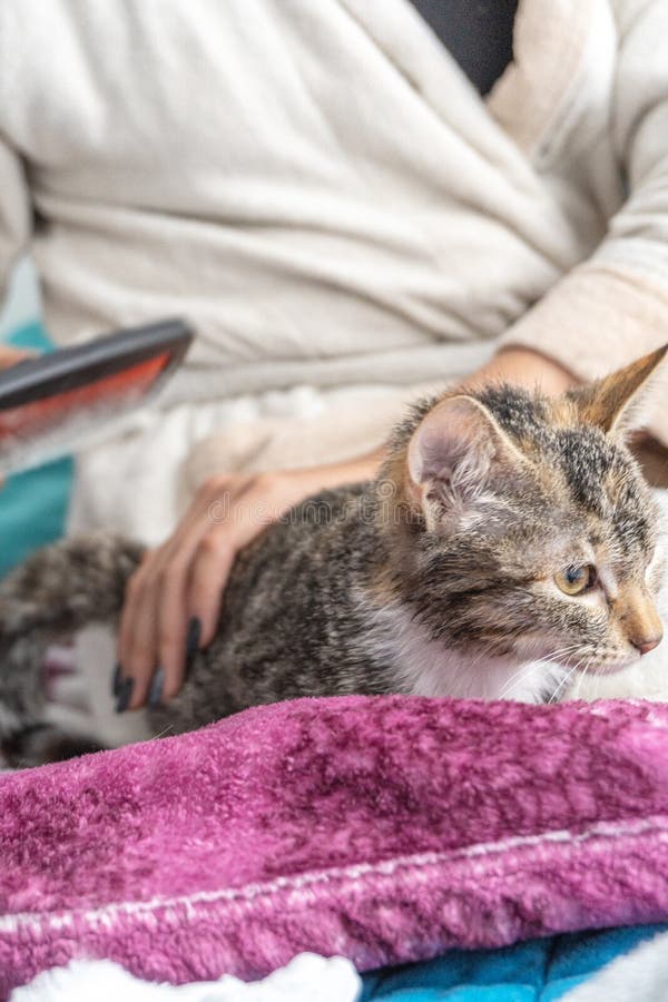 Closeup of a Cat Being Groomed Stock Photo Image of people, indoor
