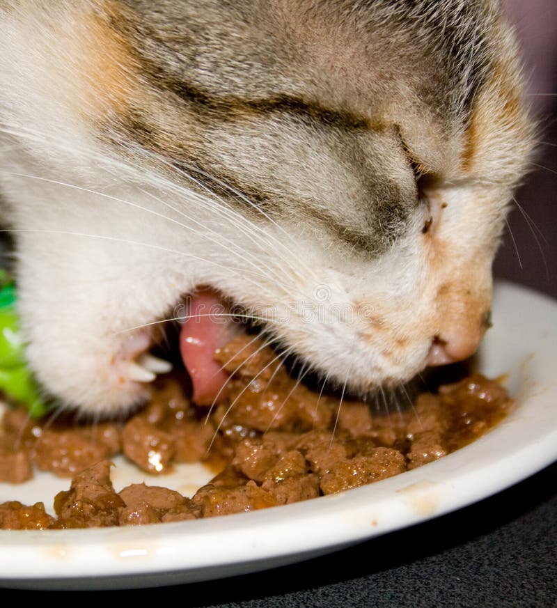 Three cats stock photo. Image of orange, animal 163500