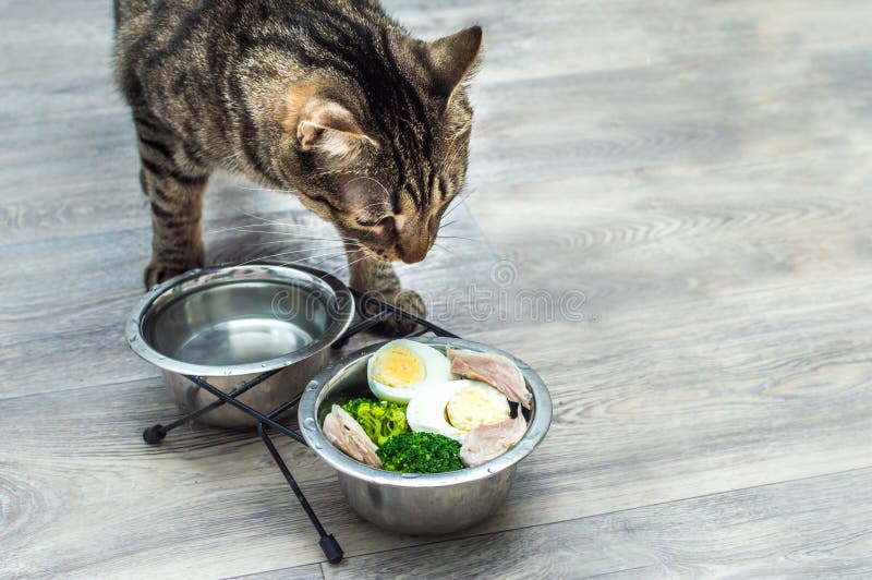 876 Cat Eating Vegetables Stock Photos Free & RoyaltyFree Stock