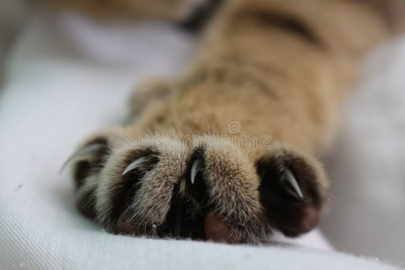 Close Up Cat Foot with Nails Stock Photo Image of foot, nails 66970606