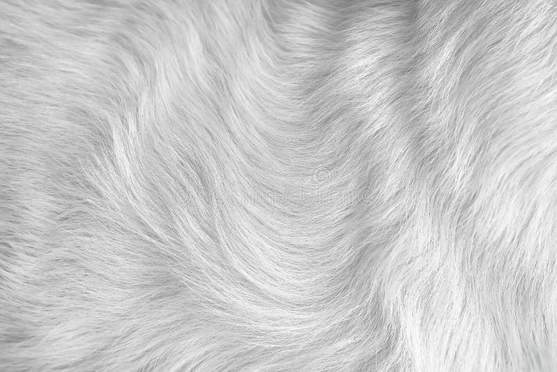 Cat fur gray texture patterns abstract , animal skin background royalty free stock images