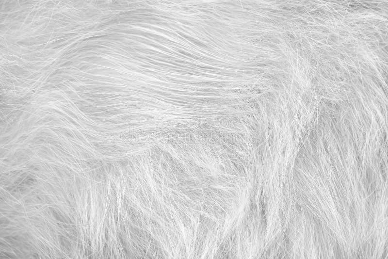 Cat fur light gray or white texture patterns abstract , animal skin background royalty free stock photo