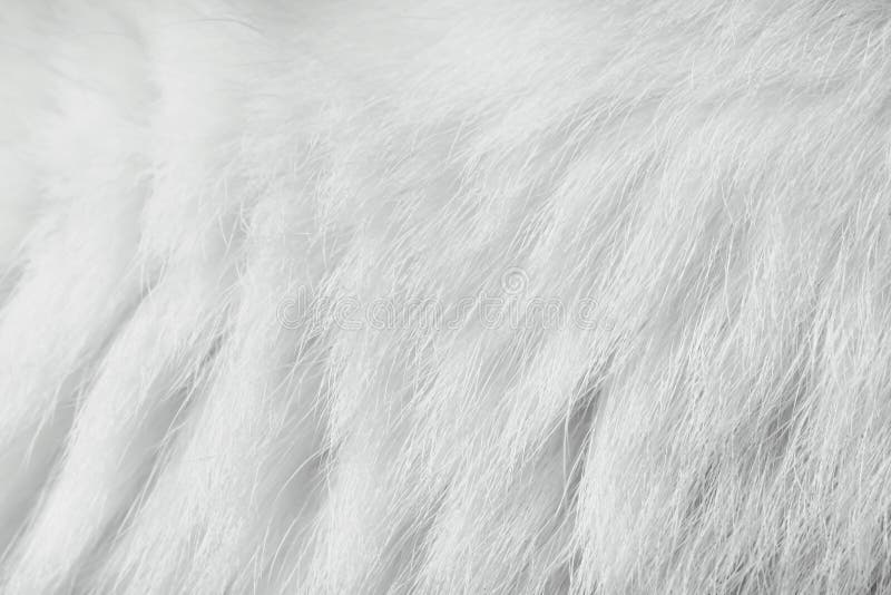 Close up Cat fur soft texture ,  white and grey animal skin background