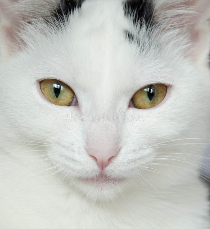 Collection 28+ Wallpapers white cat with dark ears and tail Full HD, 2k, 4k Collection 28+ Wallpapers white cat with dark ears and tail Full HD, 2k, 4k