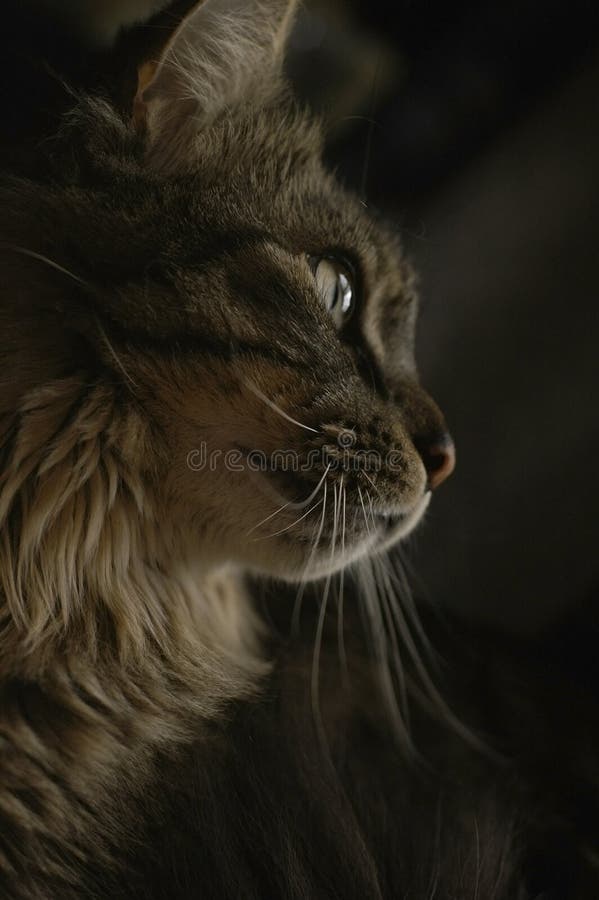 Close Up of Cat Profile