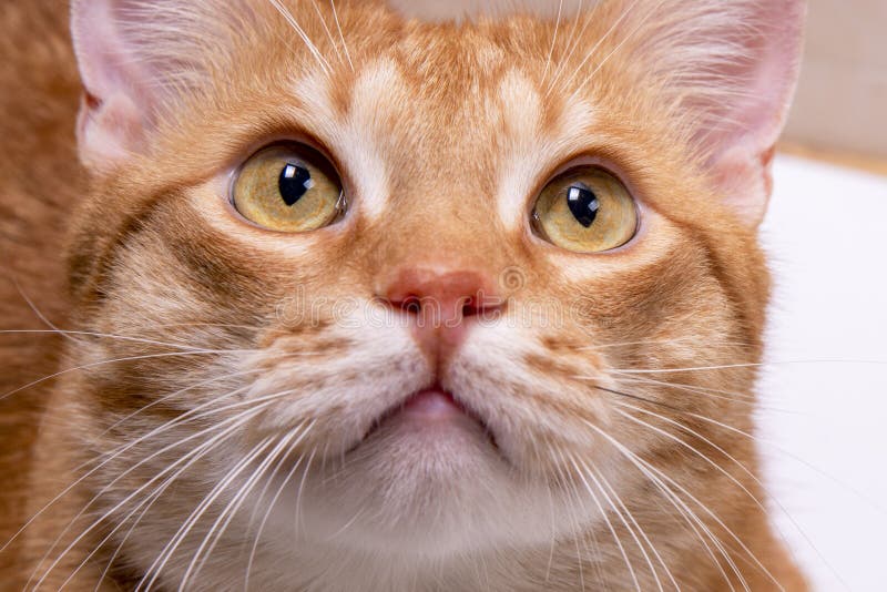 Close Up of a Cat. Red Cat Look into Your Eyes Stock Photo Image of