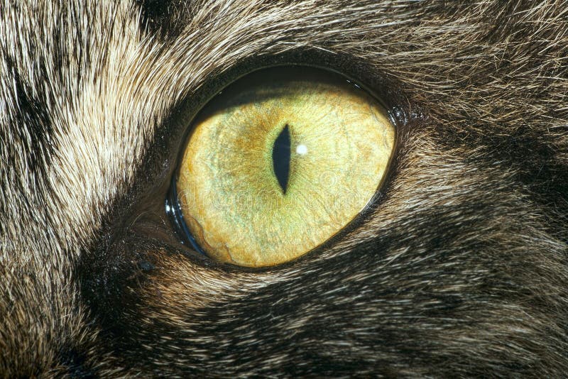 Extreme close-up di verde occhio di gatti.