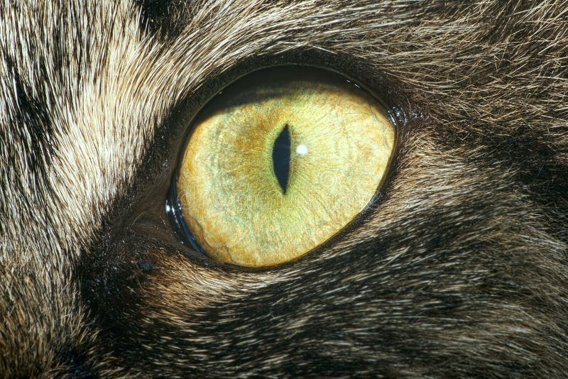 Close-up of cat's eye royalty free stock images Close-up of cat's eye royalty free stock images