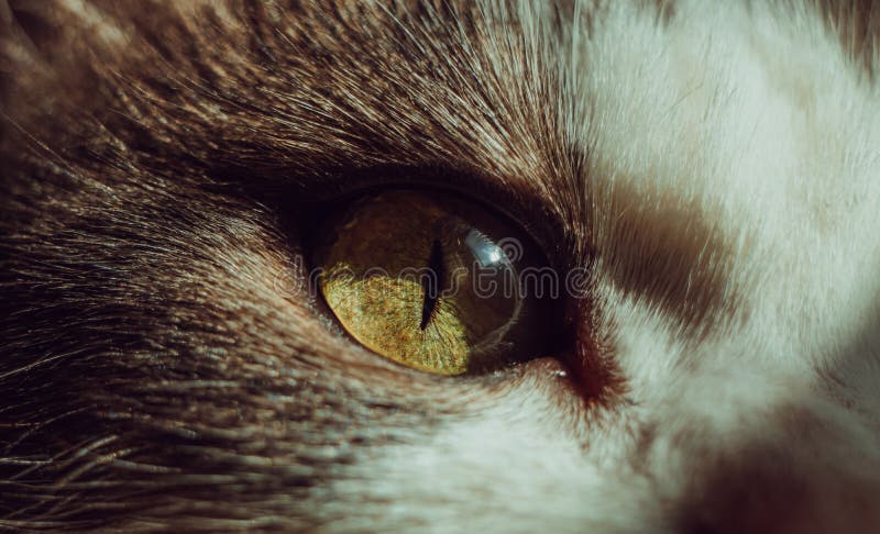 Close up cat`s eye. Green and yellow colors royalty free stock photos Close up cat`s eye. Green and yellow colors royalty free stock photos