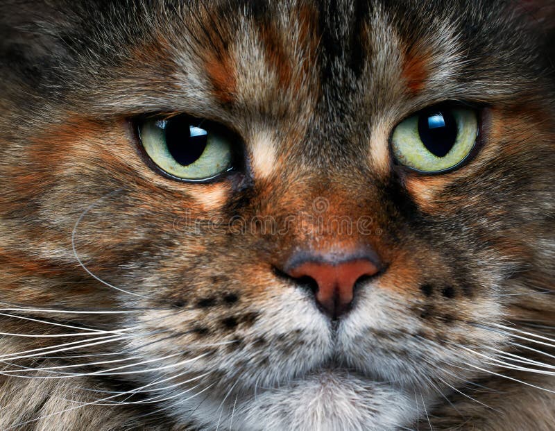 Closeup of the Cat& X27;s Muzzle. Maine Coon Cat Stock Image Image