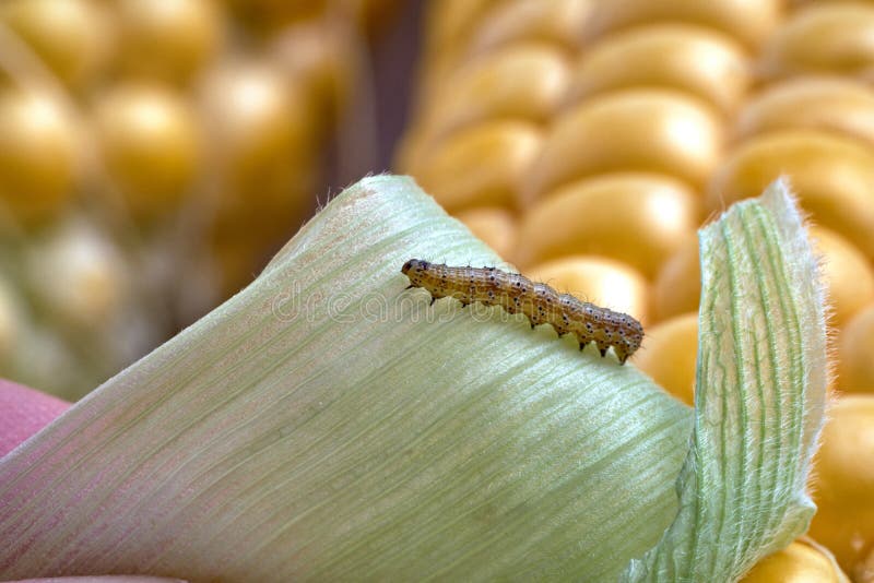 Close-up of a caterpillar on a green leaf against the background of fresh corn cob