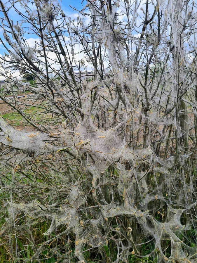 Close Up of Caterpillars in Nest in Hedgerow Stock Photo Image of
