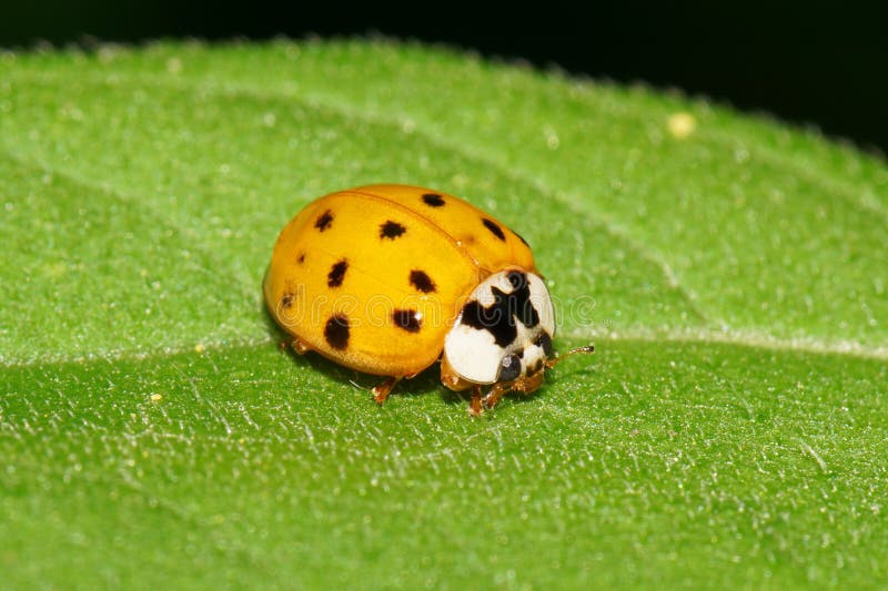 766 Close Up Yellow Ladybird Beetle Ladybug Photos - Free & Royalty ...