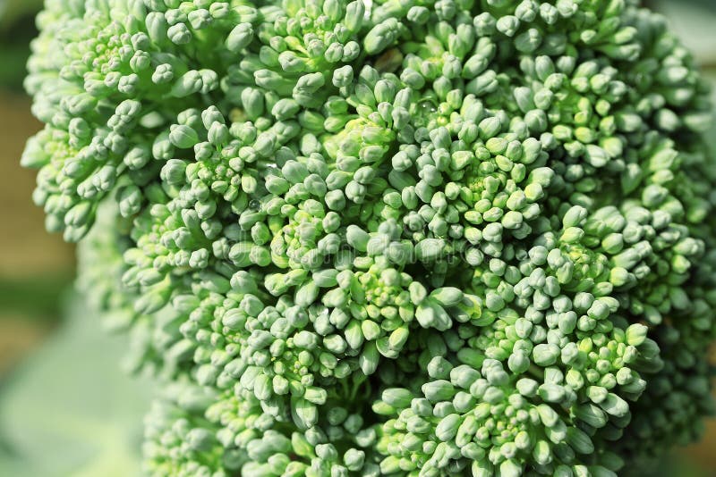Close Up of Cauliflower Broccoli Plant Growing in a Vegetable Garden