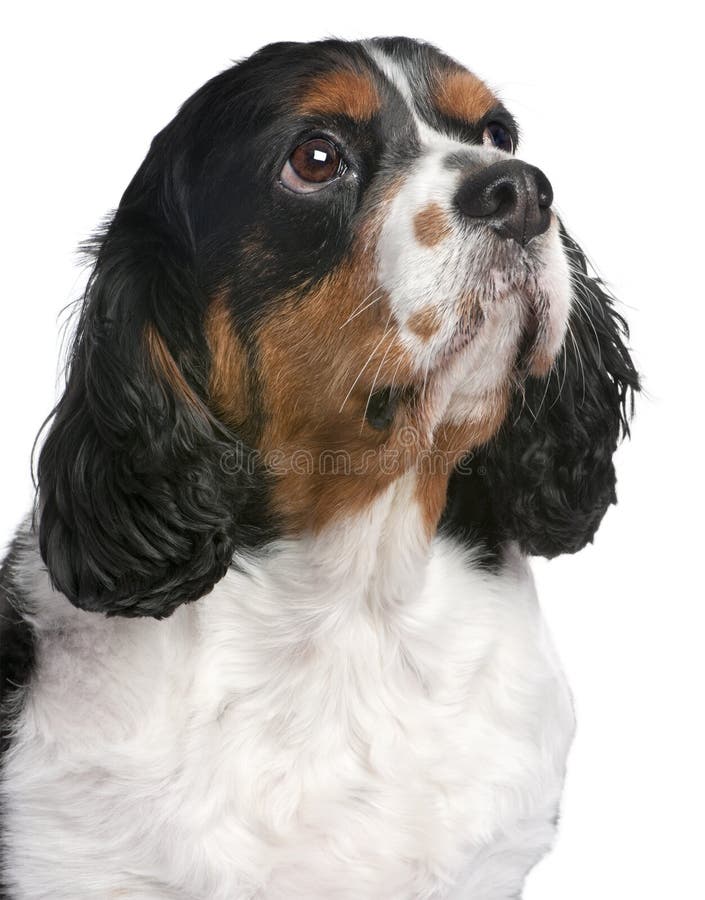 Close-up Cavalier King Charles Spaniel