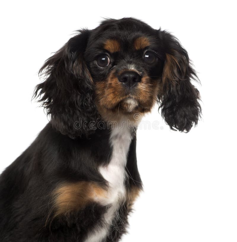 All 30+ Wallpapers 4 month old cavalier king charles spaniel Full HD, 2k, 4k All 30+ Wallpapers 4 month old cavalier king charles spaniel Full HD, 2k, 4k