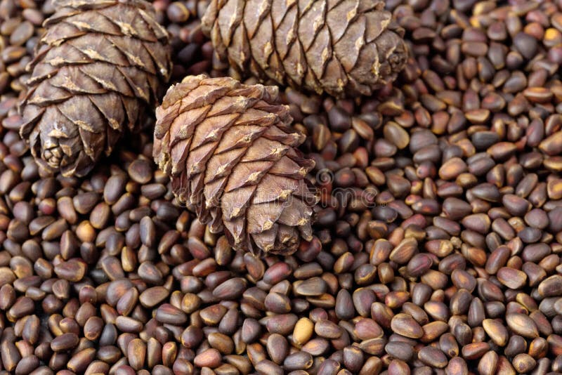 Close Up of Cedar Pine Nuts and Cones on Blackboard Background. Stock